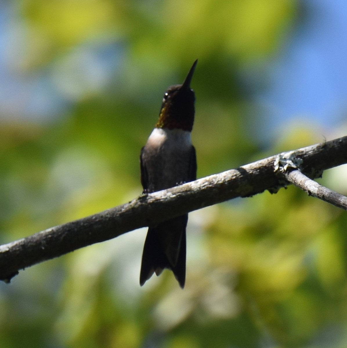Ruby-throated Hummingbird - ML461075651
