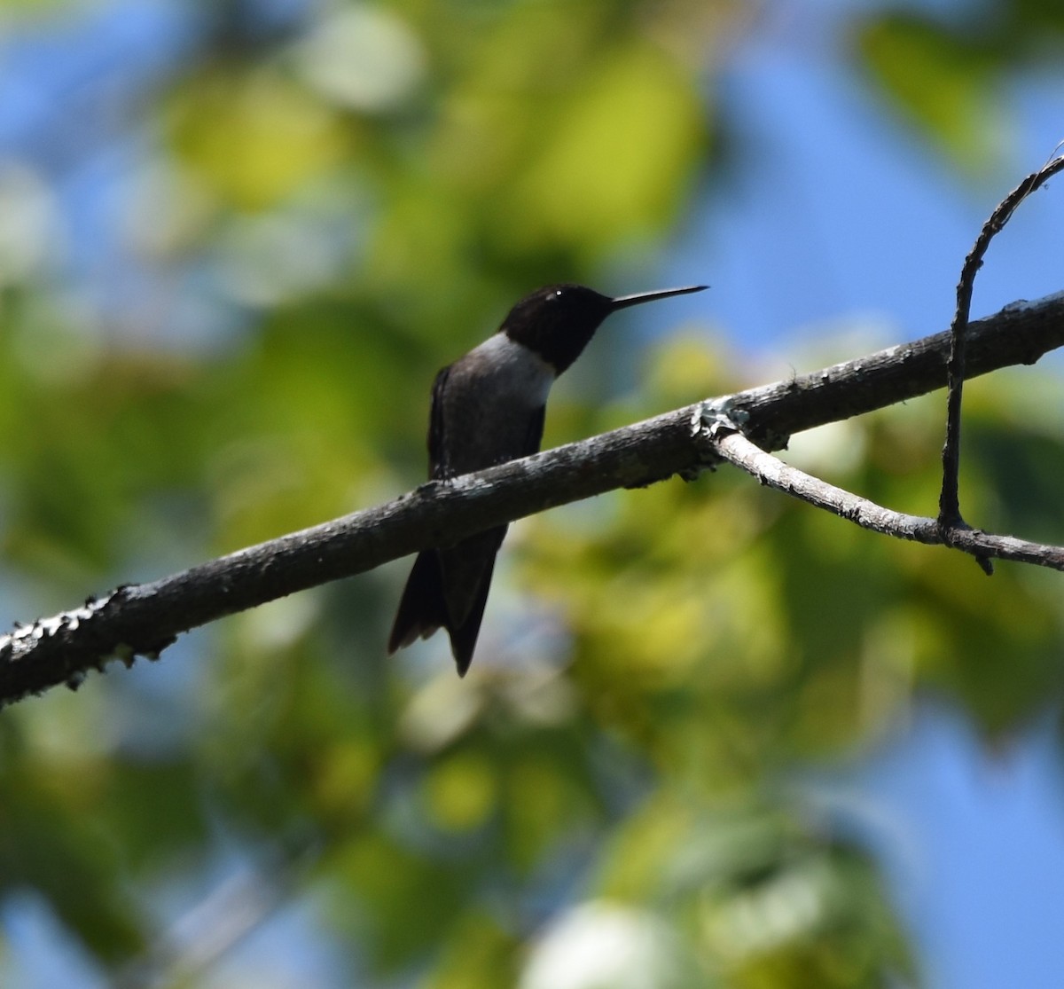 Ruby-throated Hummingbird - ML461075691