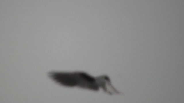 White-tailed Kite - ML461076151