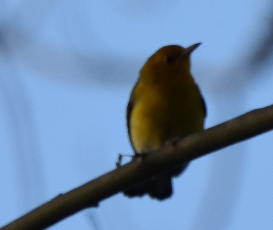 Prothonotary Warbler - ML461076531