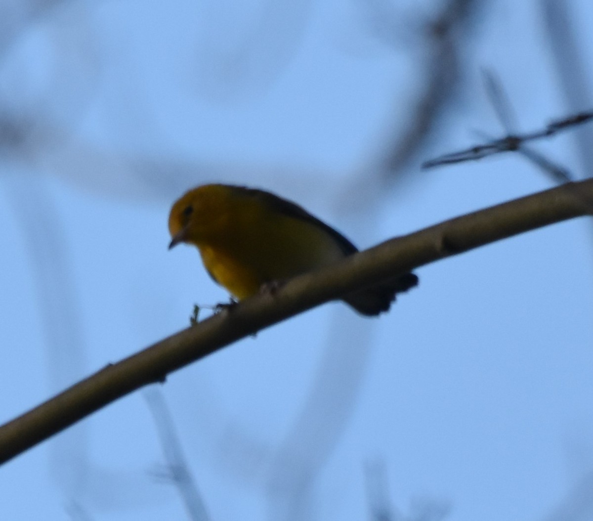Prothonotary Warbler - ML461076551