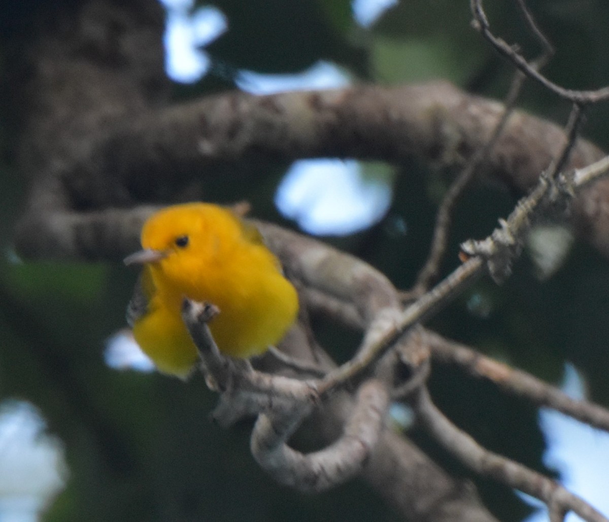 Prothonotary Warbler - ML461076561