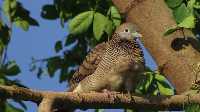  - Zebra Dove