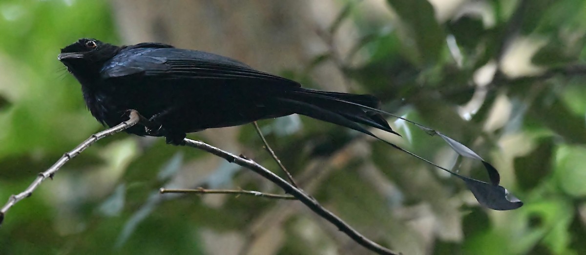 Greater Racket-tailed Drongo - ML461078361
