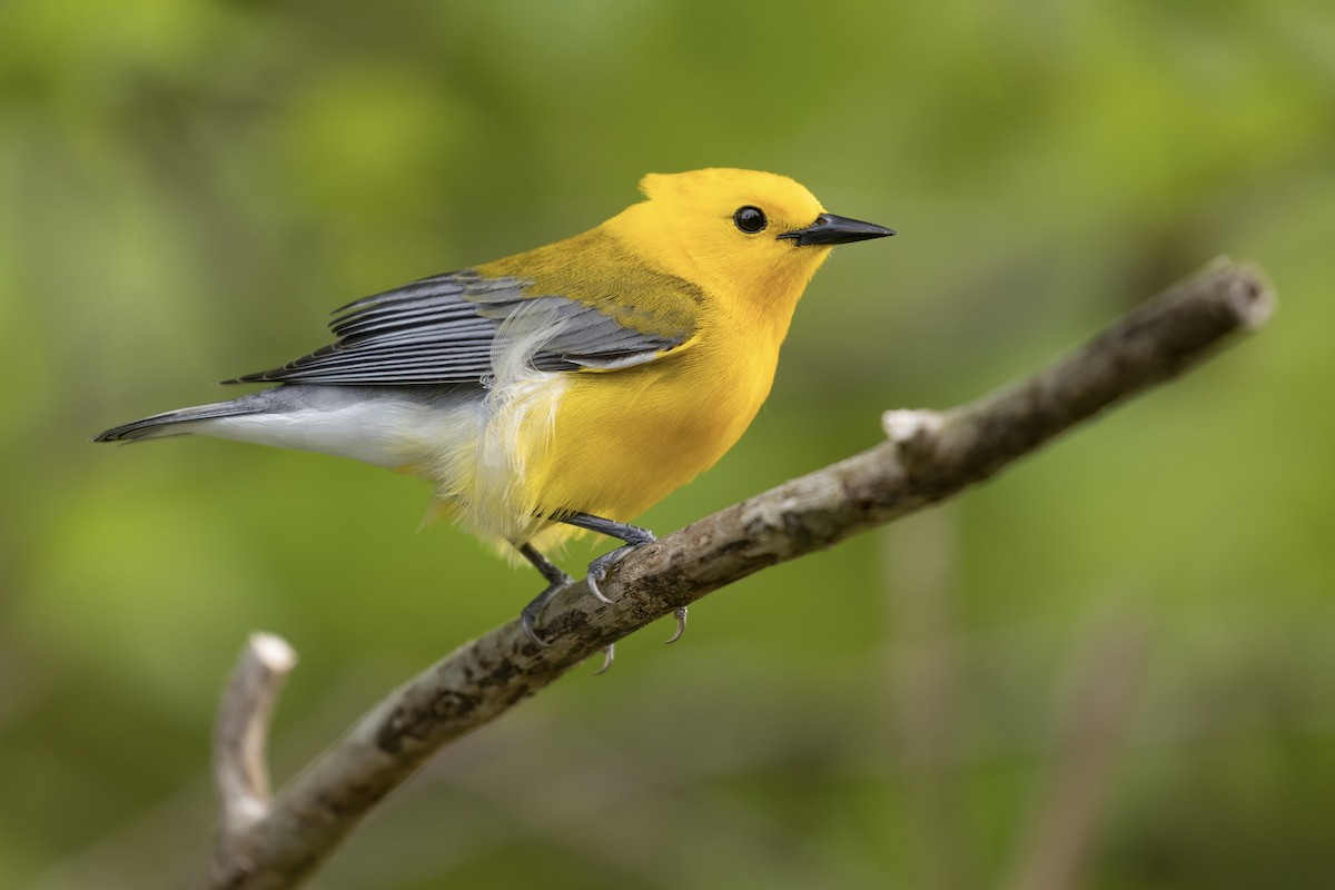 Prothonotary Warbler - ML461089931