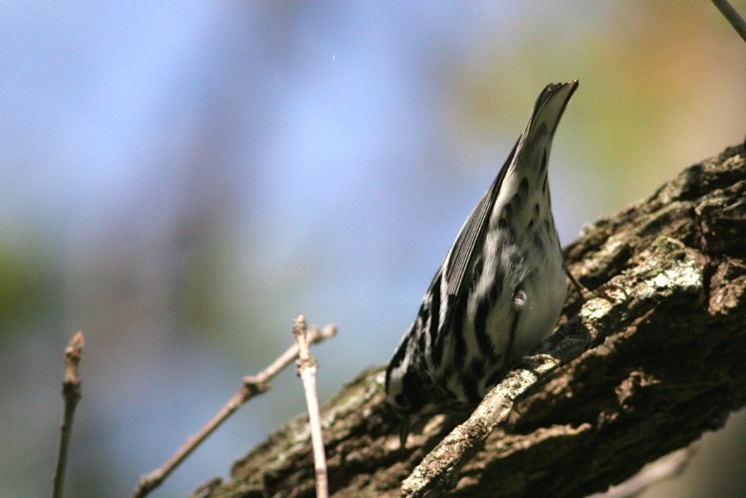 Black-and-white Warbler - ML461090721
