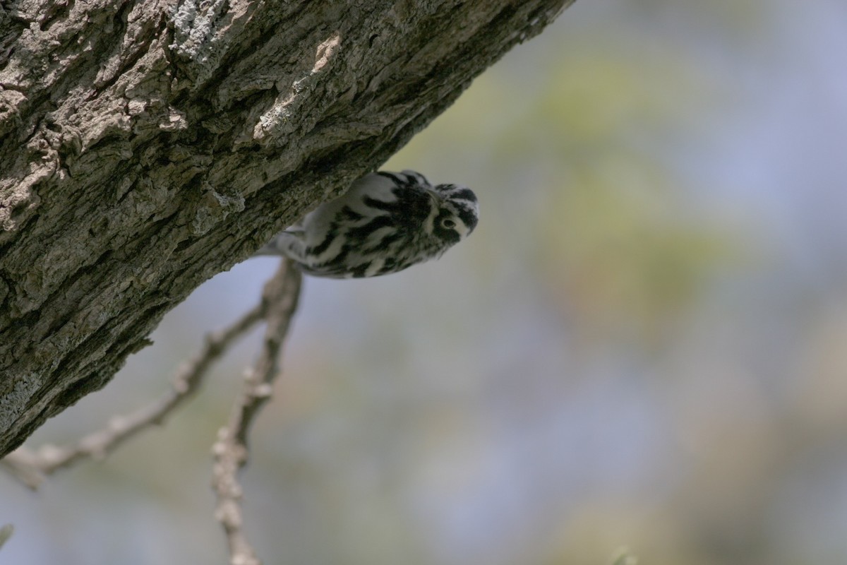 Black-and-white Warbler - ML461090731