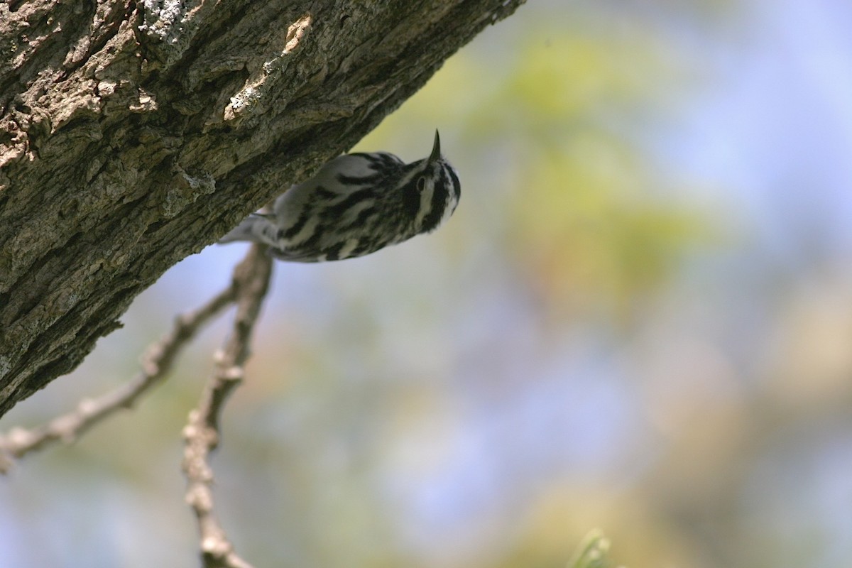 Black-and-white Warbler - ML461090741