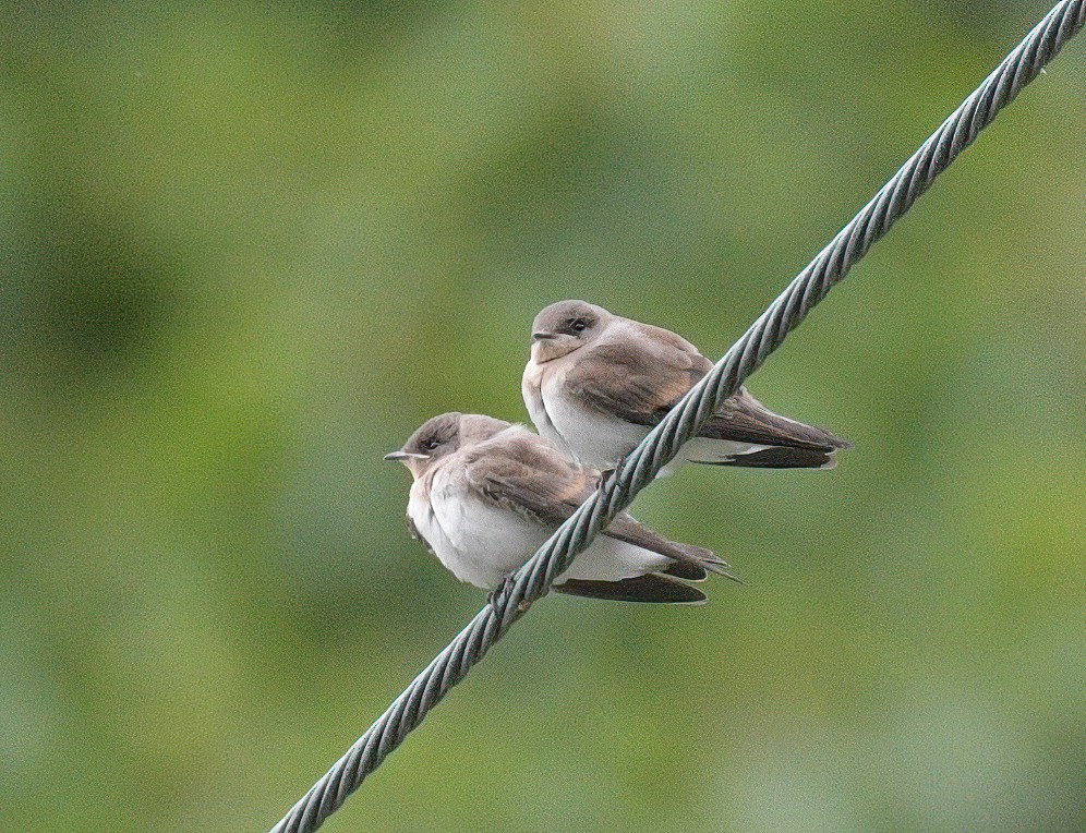 Northern Rough-winged Swallow - ML461091201