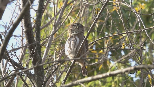 Ferruginous Pygmy-Owl - ML461096721