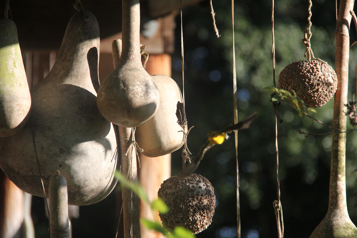 Prothonotary Warbler - Lisa Sellers