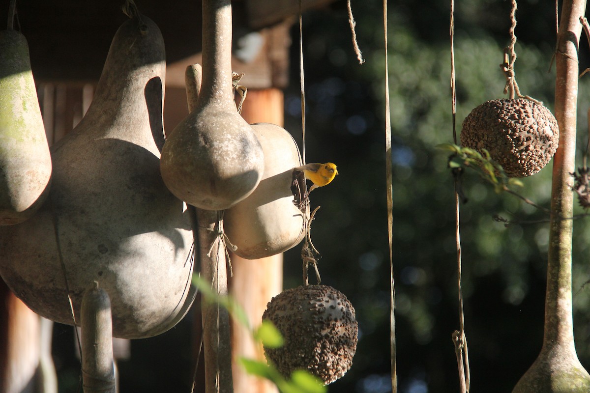 Prothonotary Warbler - Lisa Sellers