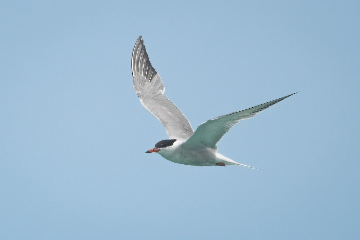 Common Tern - ML461099351