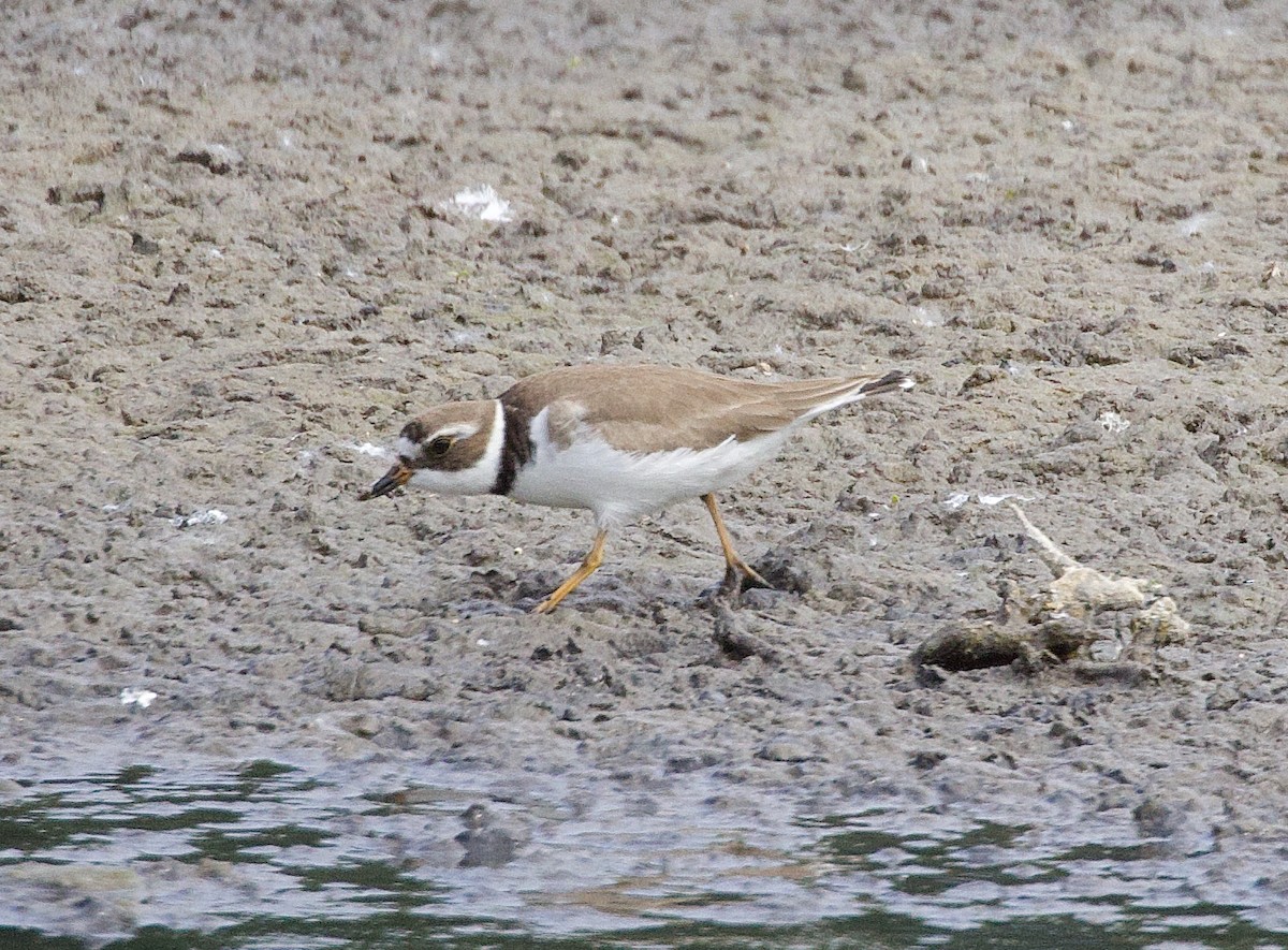 Semipalmated Plover - ML461104101