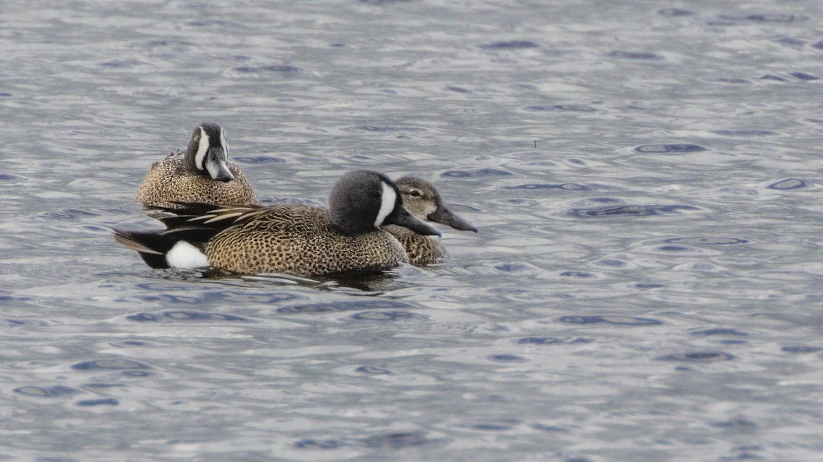 Blue-winged Teal - ML461110211