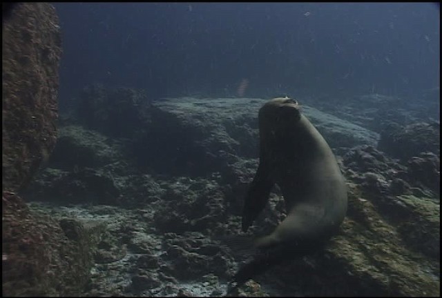 Galapagos Sea Lion - ML461114