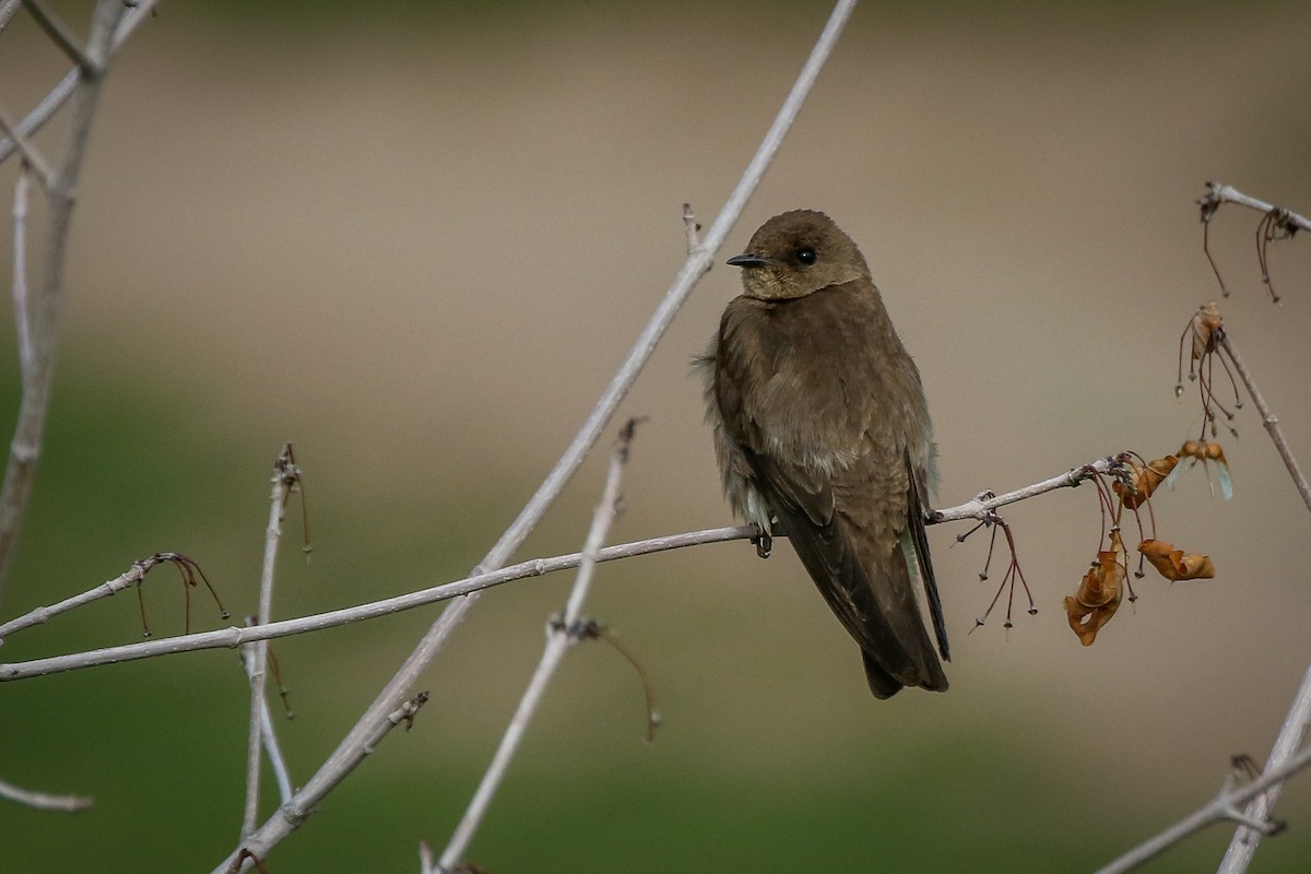 Northern Rough-winged Swallow - Chris Griffin
