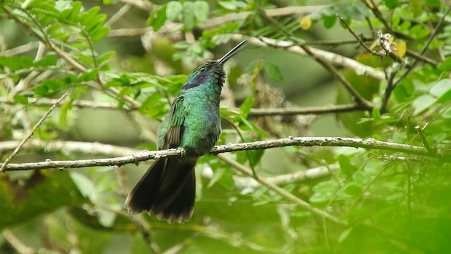 kolibřík modrouchý - ML461117531