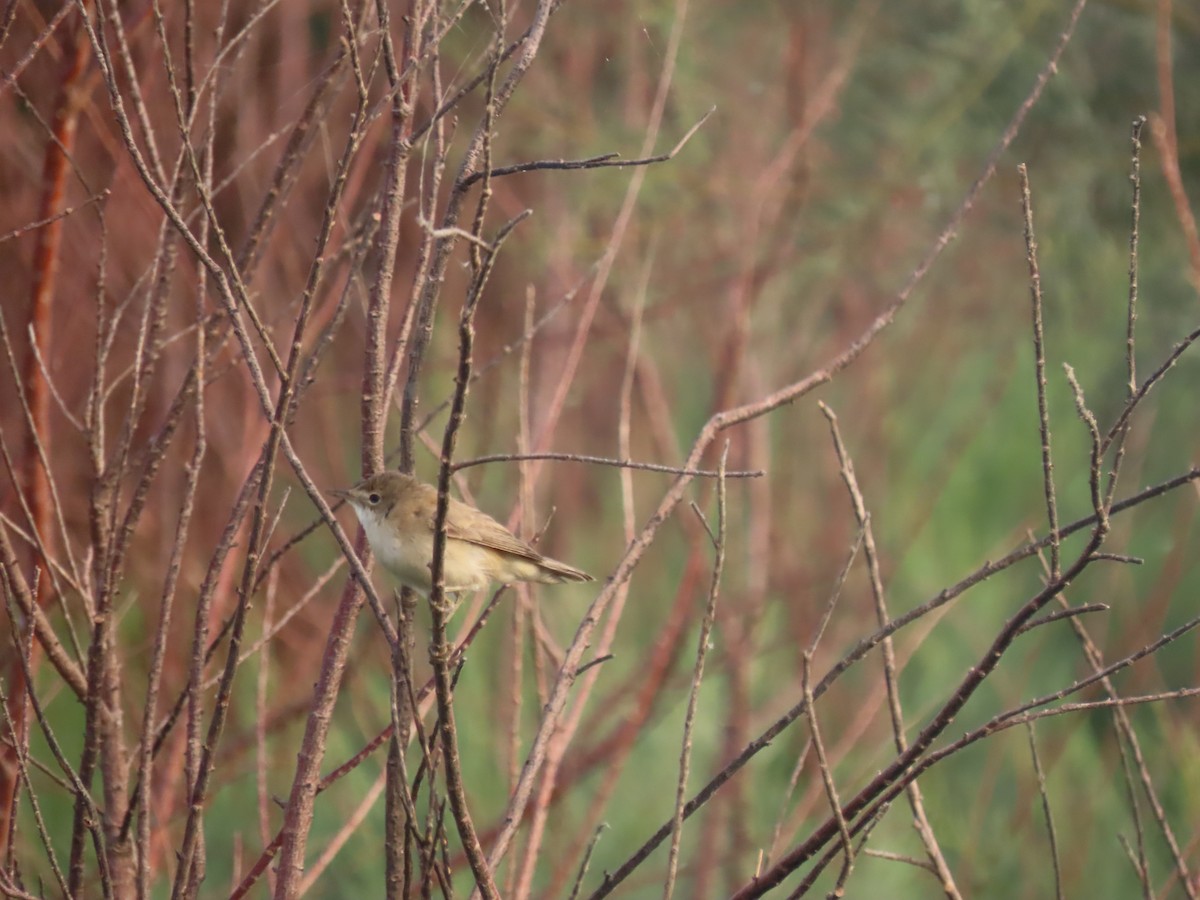 Common Reed Warbler (Caspian) - ML461120271