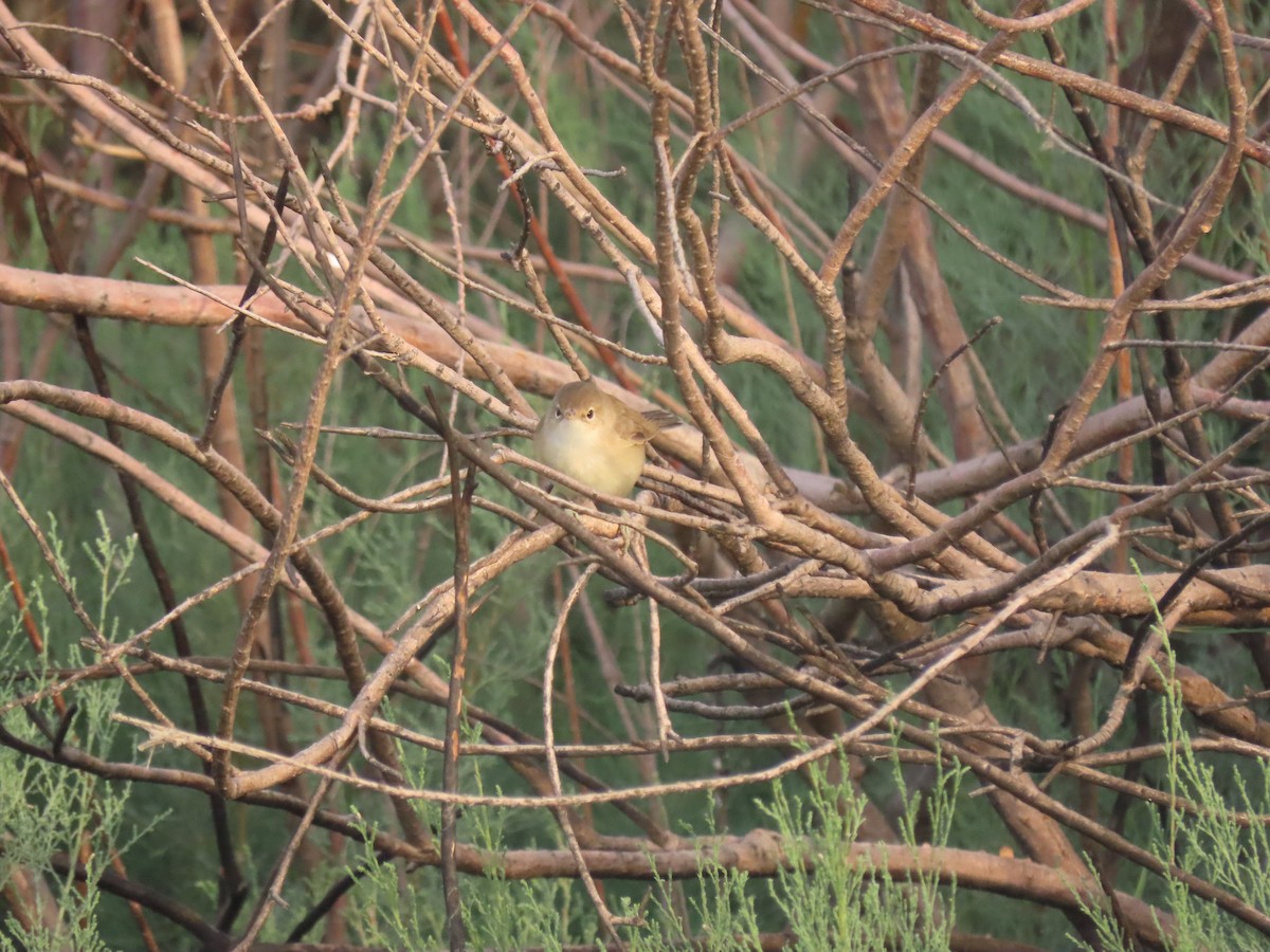 Common Reed Warbler (Caspian) - Alireza Kiani nejad
