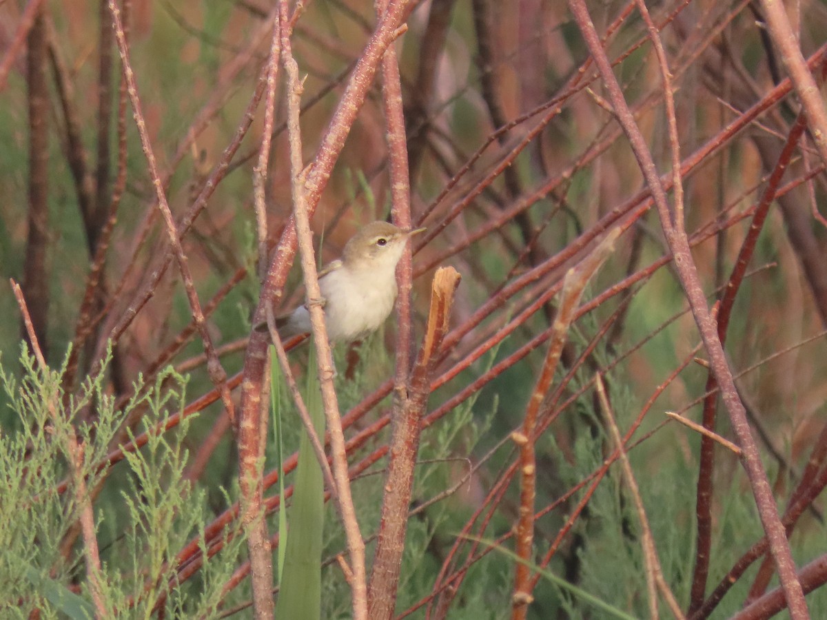 Common Reed Warbler (Caspian) - ML461120311