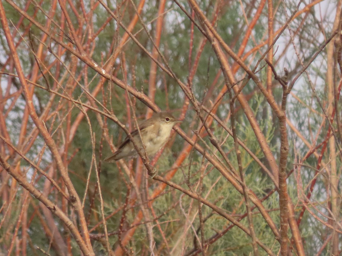 Common Reed Warbler (Caspian) - ML461120331