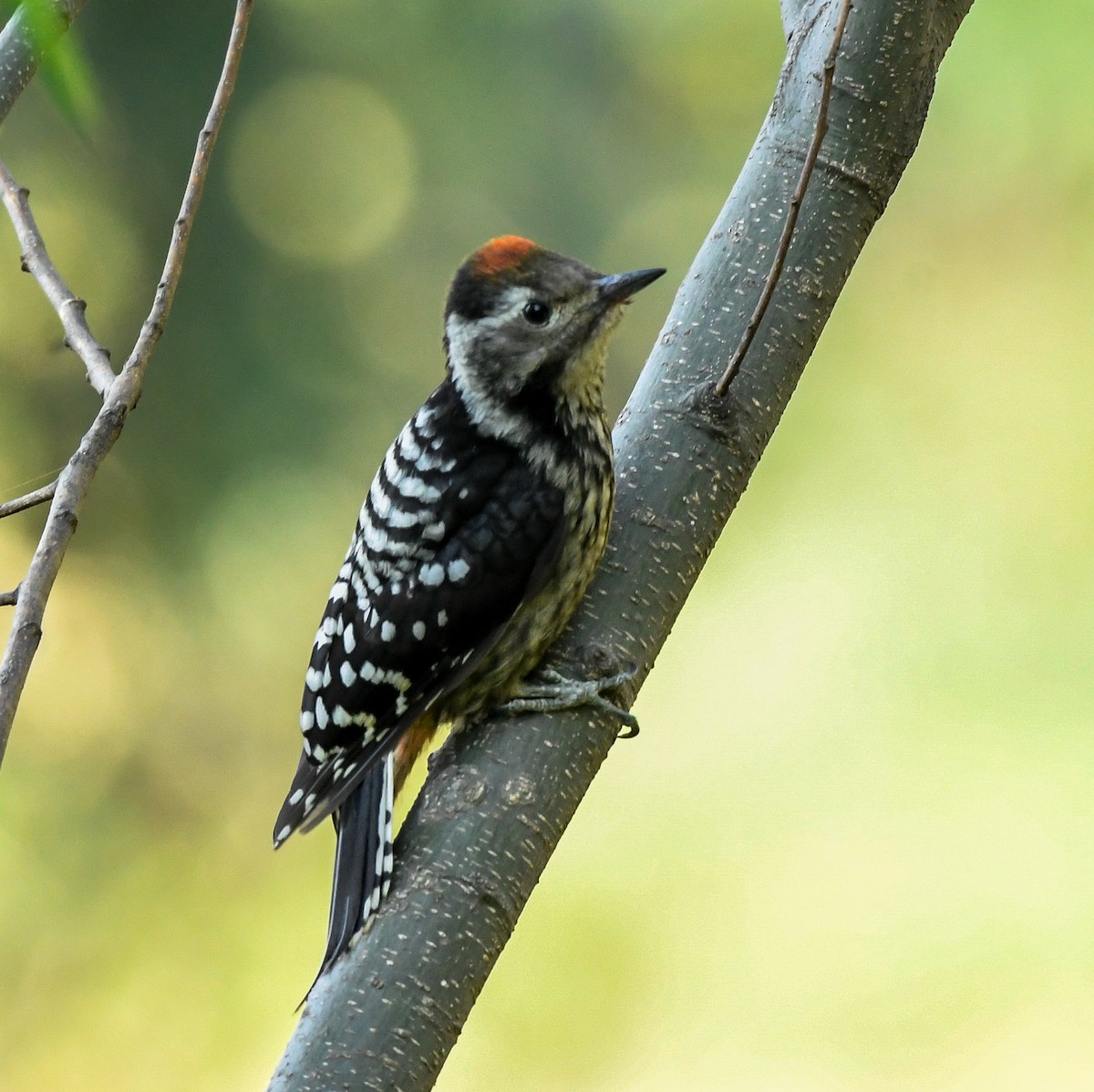 Brown-fronted Woodpecker - ML461124381