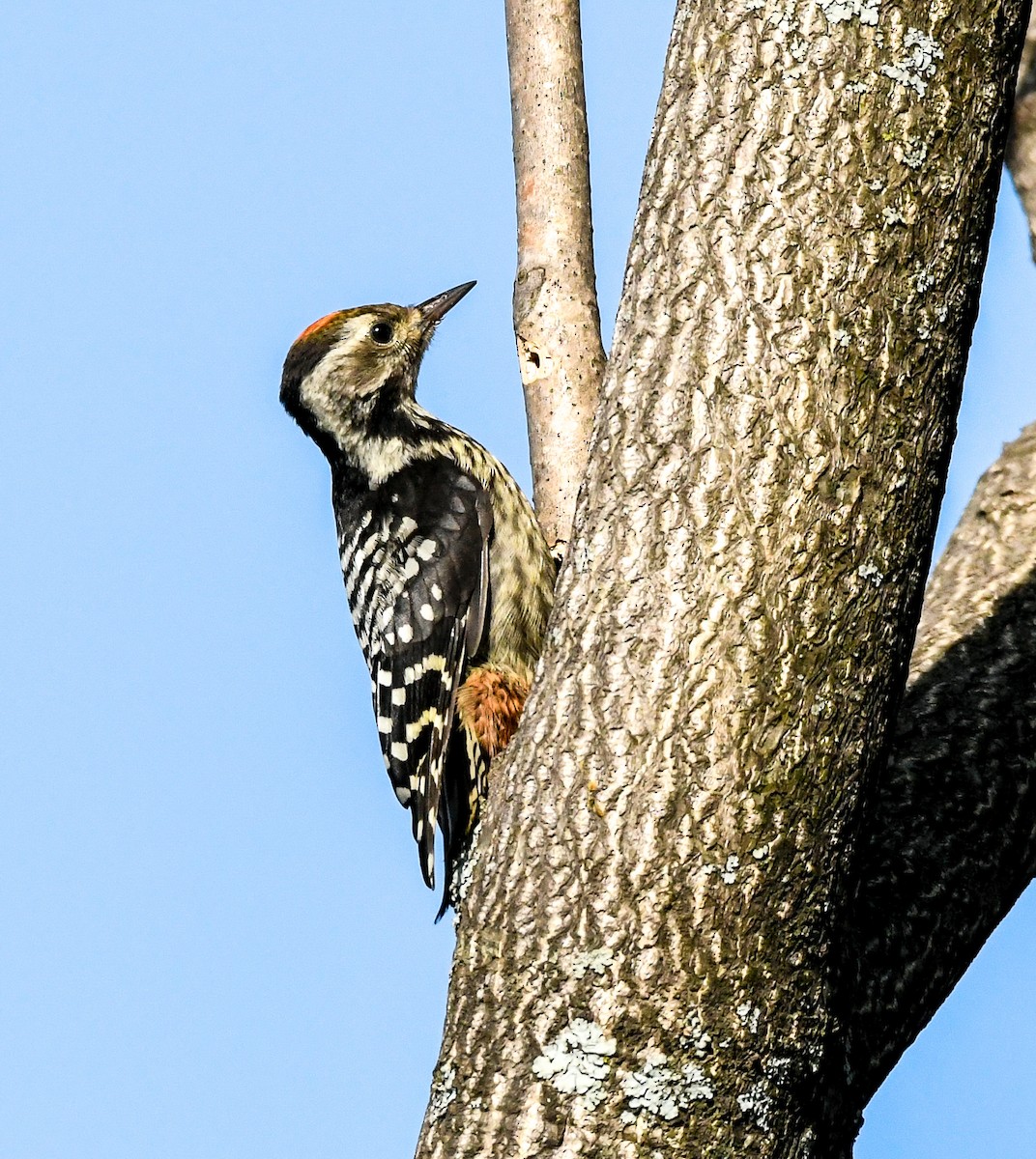 Brown-fronted Woodpecker - Kuntal Roy