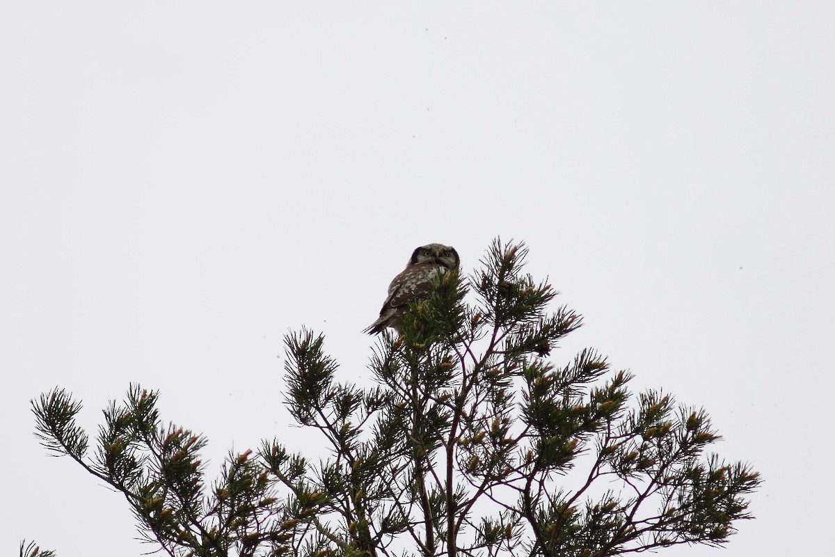 Northern Hawk Owl (Eurasian) - ML461125851