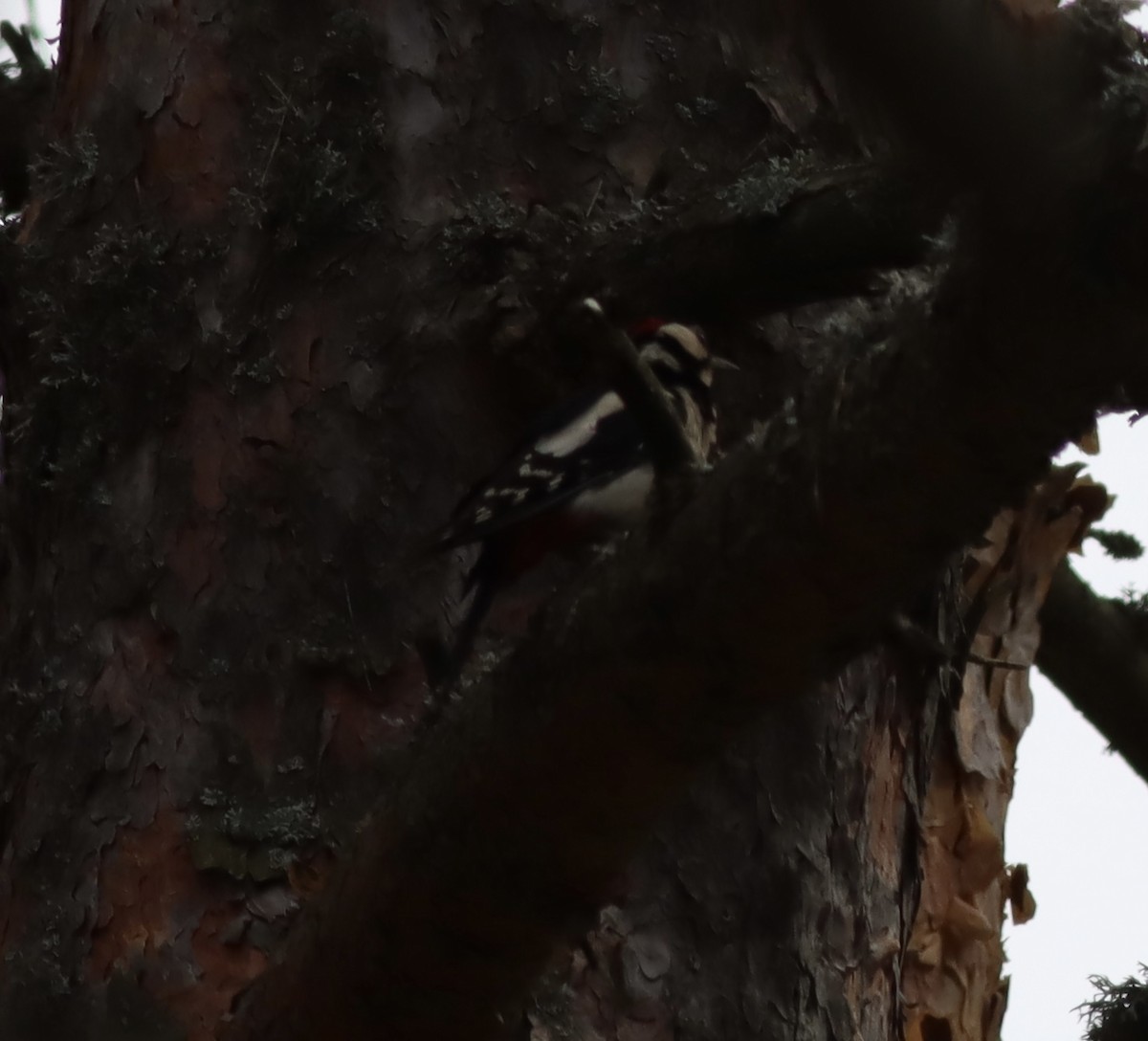 Great Spotted Woodpecker - ML461128551