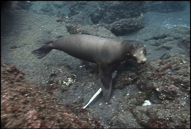 Galapagos Sea Lion - ML461129