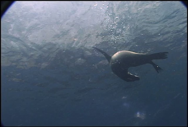 Galapagos Sea Lion - ML461130