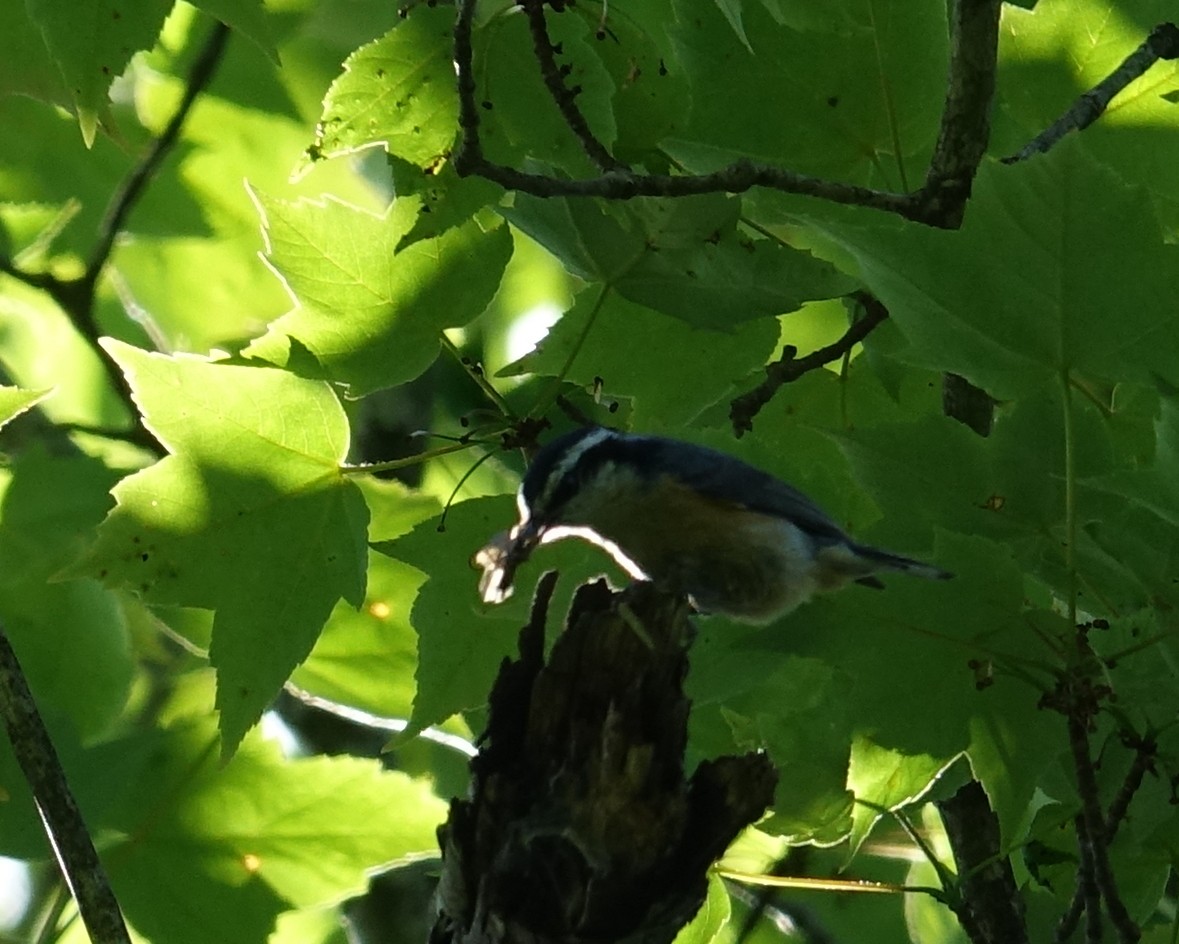 Red-breasted Nuthatch - ML461135641