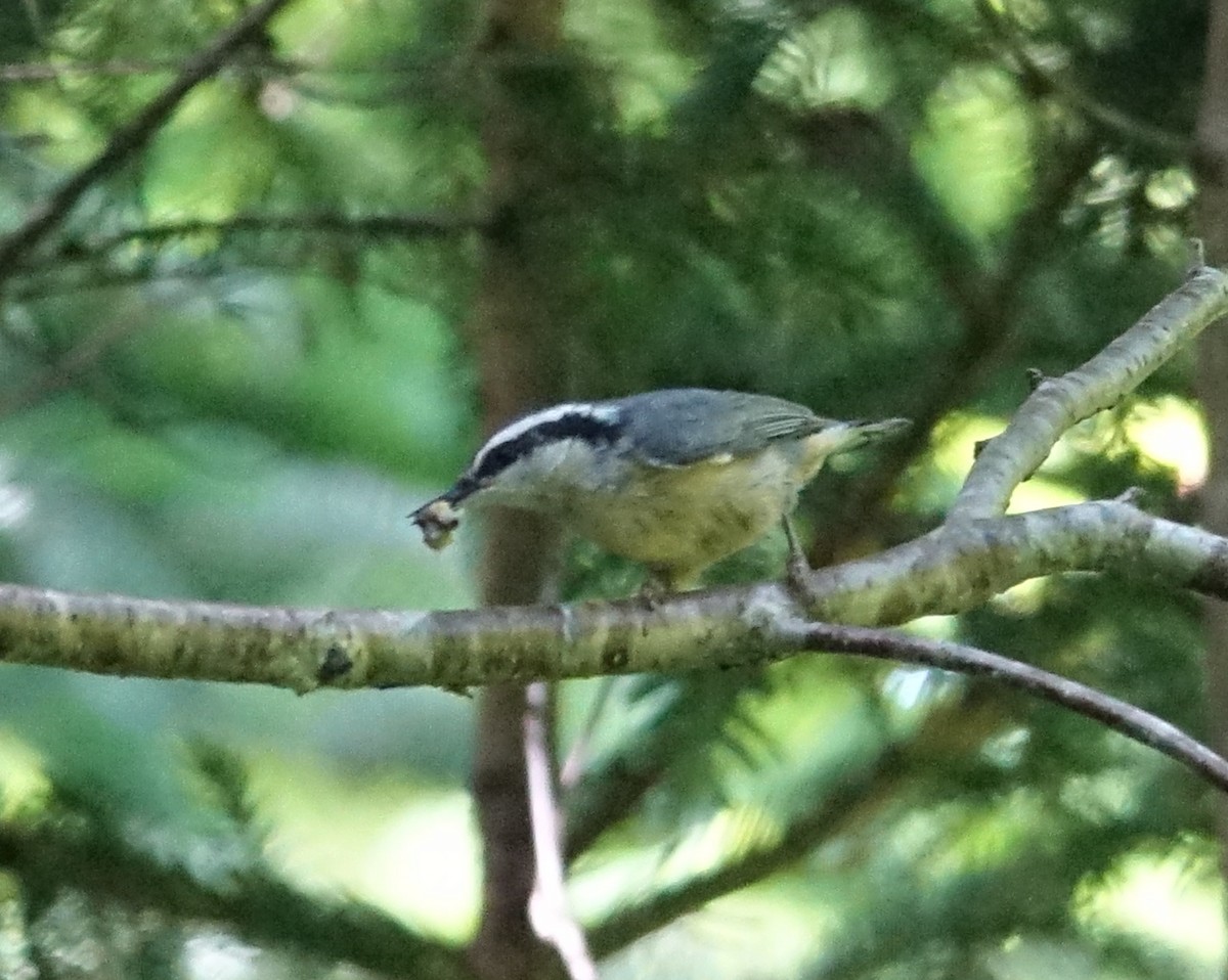 Red-breasted Nuthatch - ML461135651