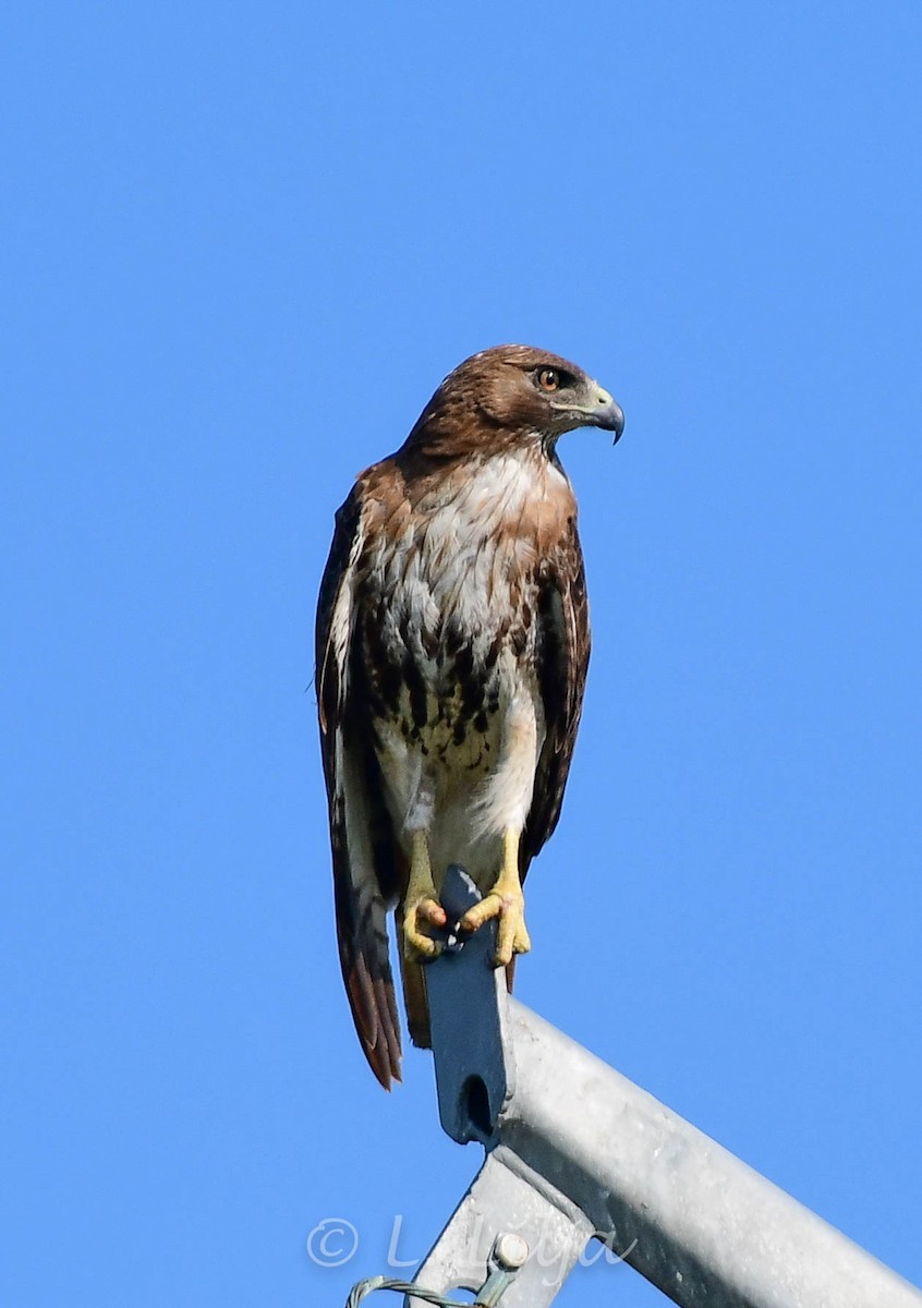 Red-tailed Hawk (umbrinus) - Lorri Lilja