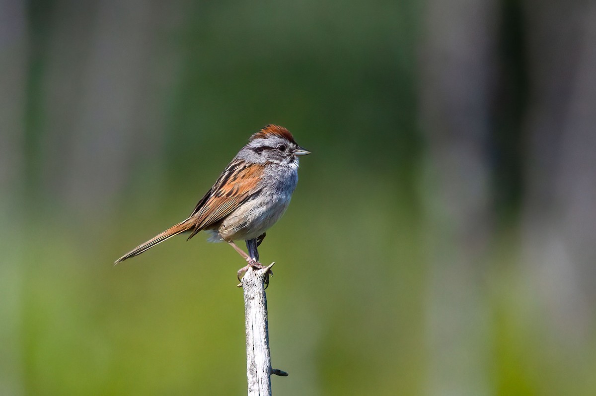 Swamp Sparrow - Suzanne Labbé