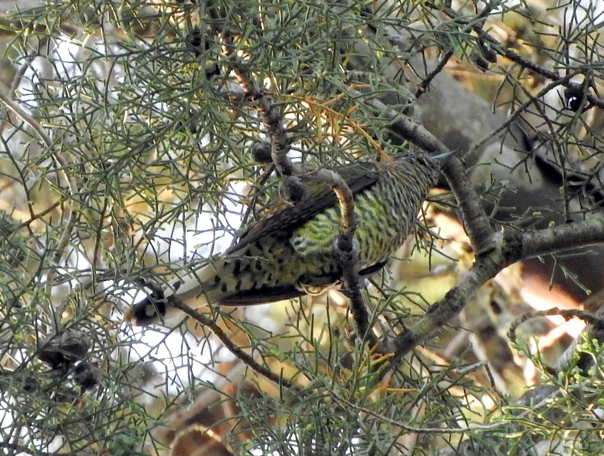 African Emerald Cuckoo - Todd A. Watkins
