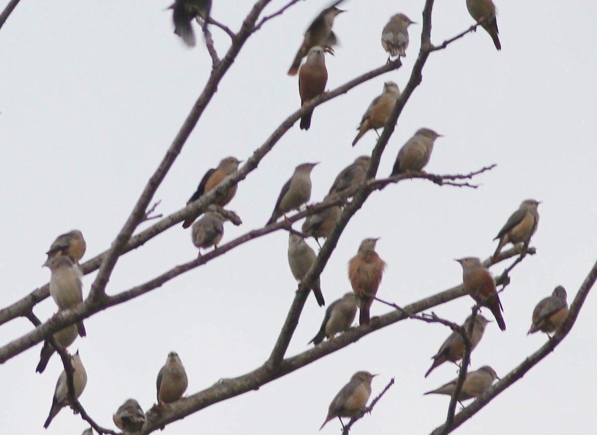 Chestnut-tailed Starling - Krit Adirek