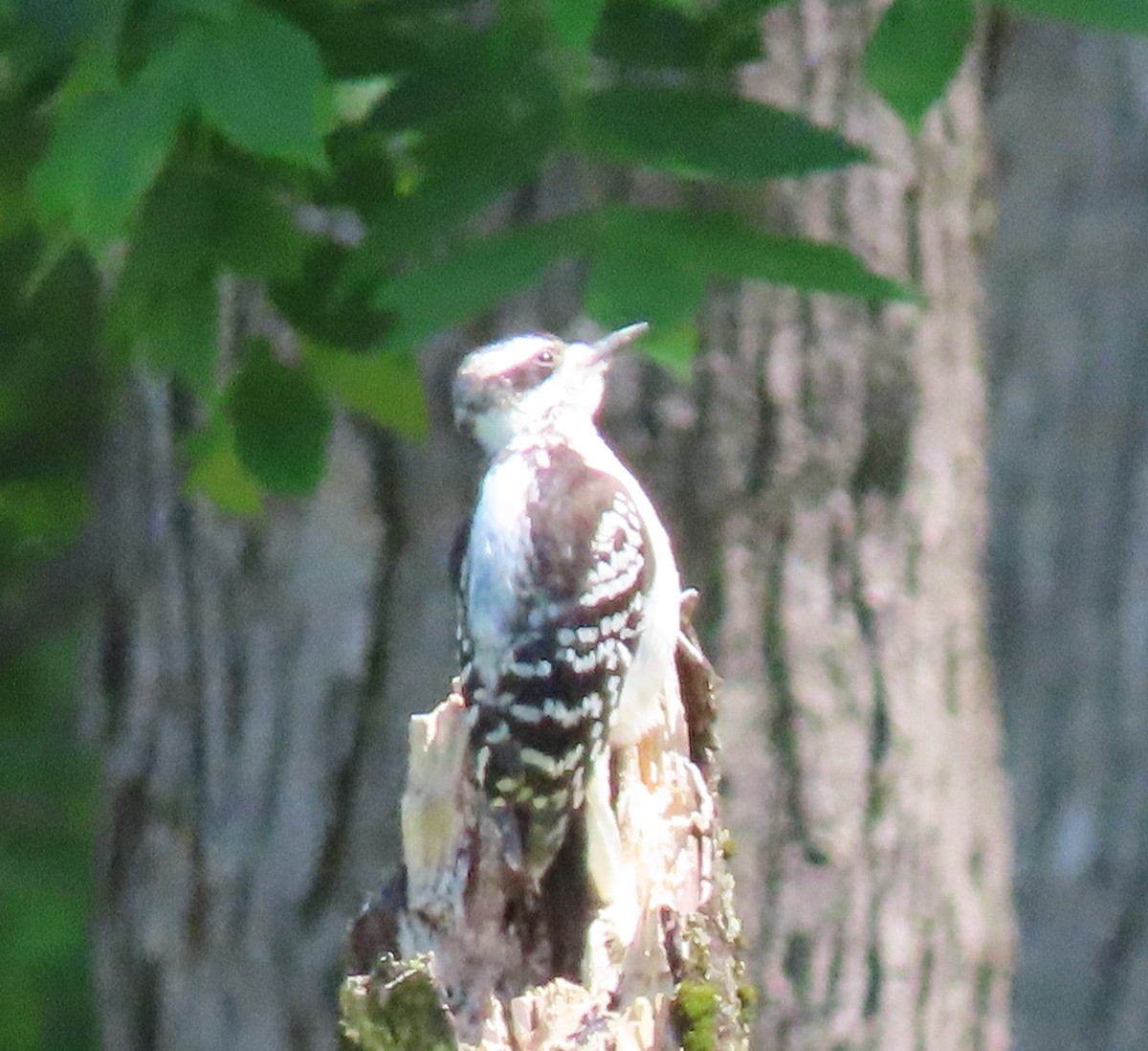 Hairy Woodpecker - ML461157351