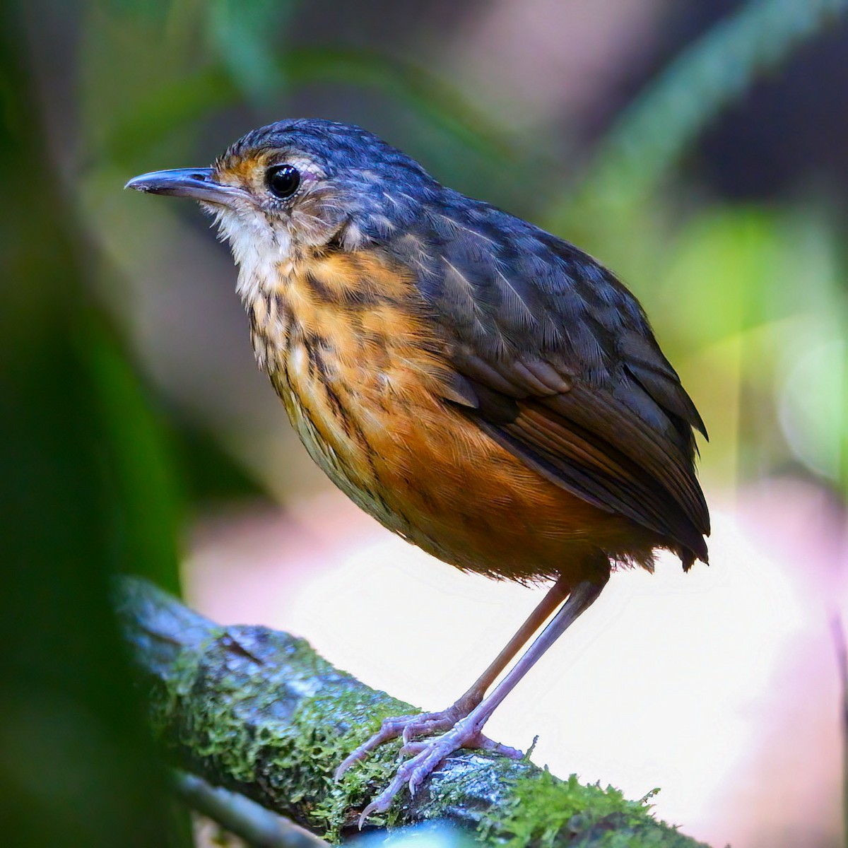 Thicket Antpitta - Mike Melton