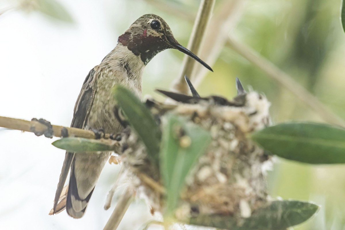 Anna's Hummingbird - ML461160161