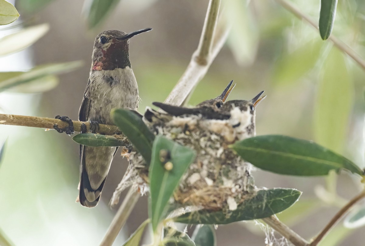 Anna's Hummingbird - ML461160181