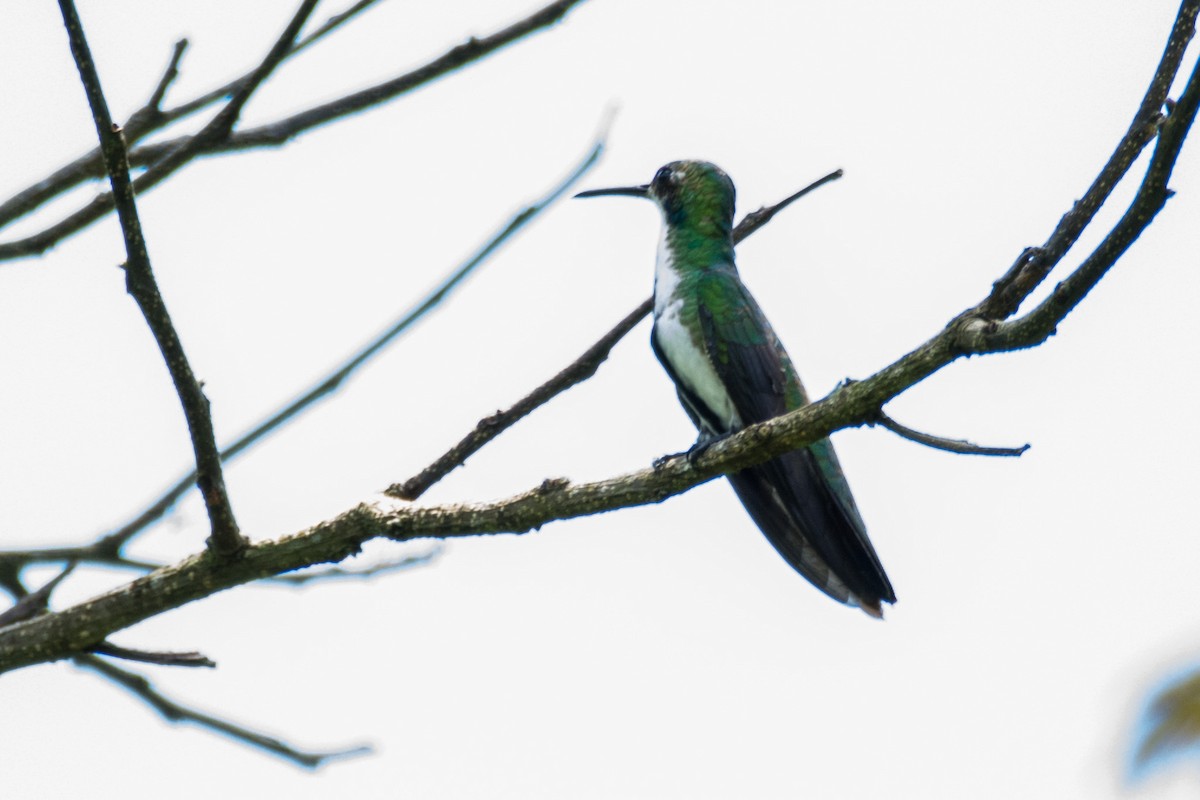 kolibřík černouchý - ML461163981