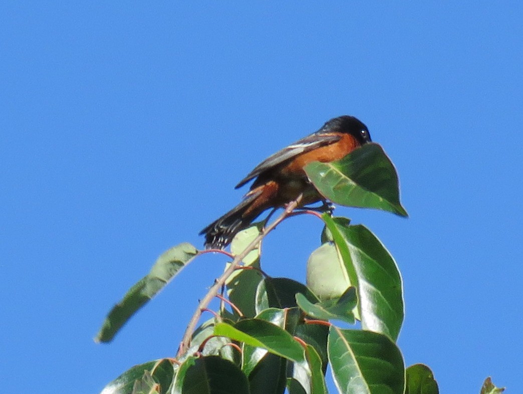 Orchard Oriole - ML461166041