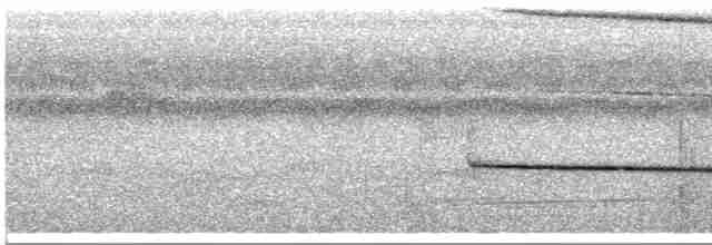 Weißstirn-Ameisenvogel - ML461168721