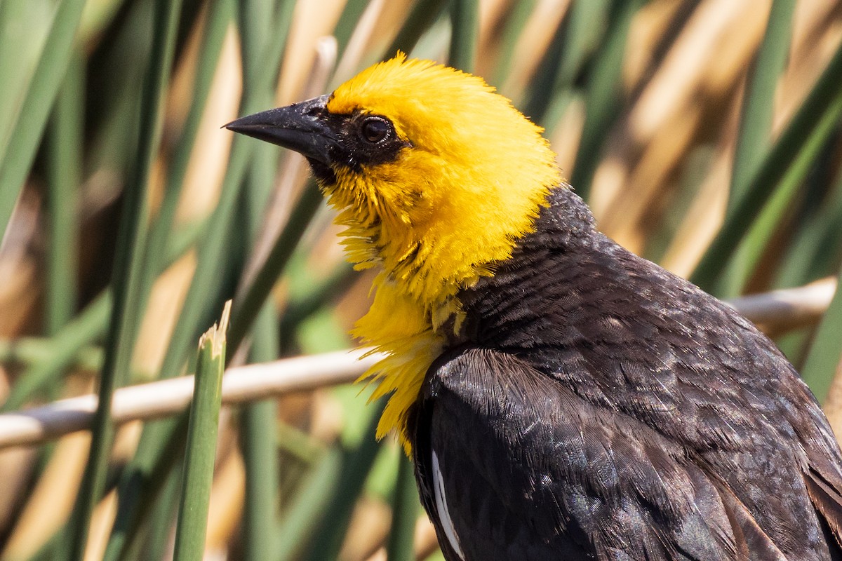 Yellow-headed Blackbird - ML461175951