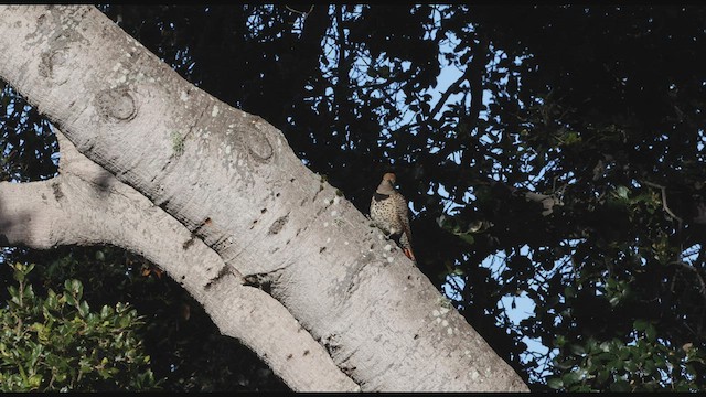 Northern Flicker (Red-shafted) - ML461176251