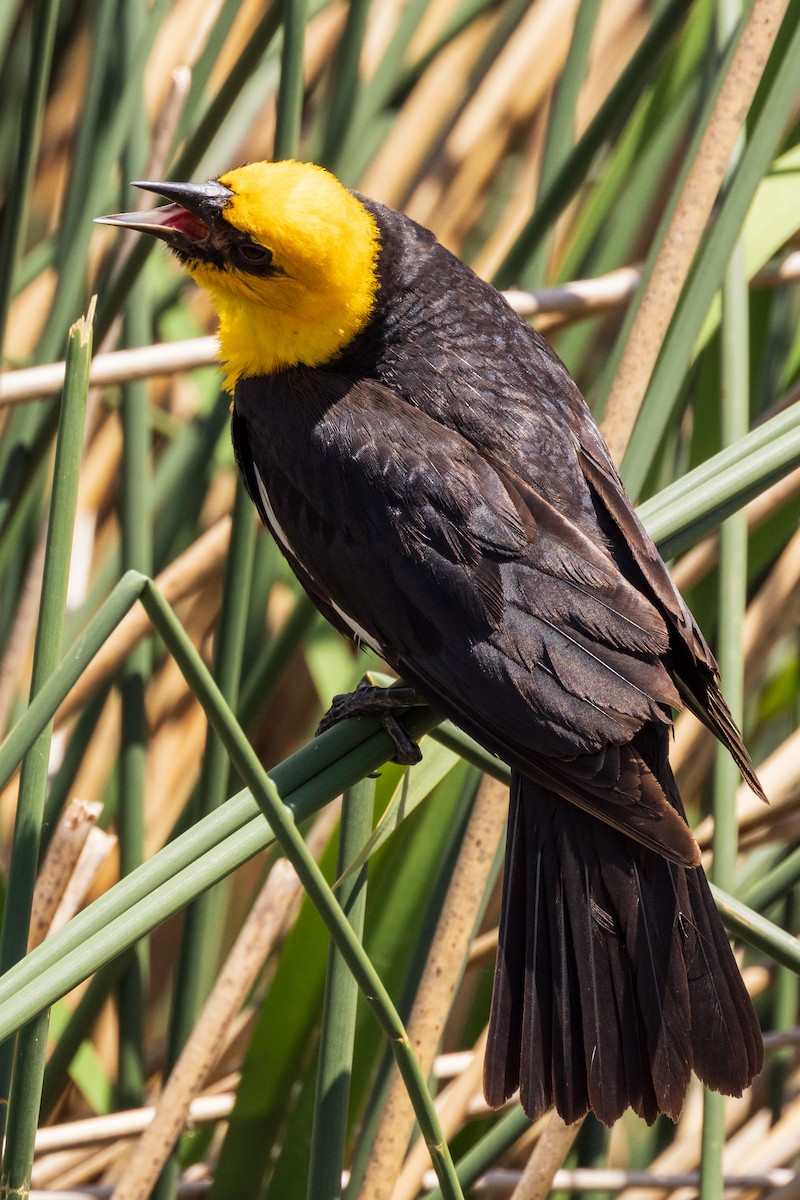 Yellow-headed Blackbird - ML461176771