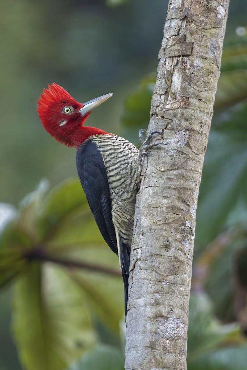 Robust Woodpecker - Luiz Matos