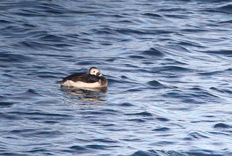 Long-tailed Duck - Ray Scally